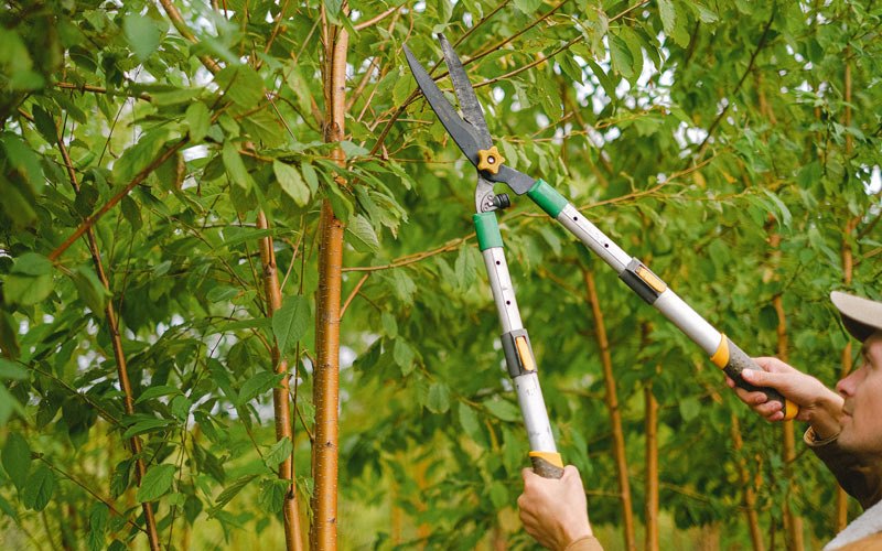 Tree trimming in Peach Orchard, AR