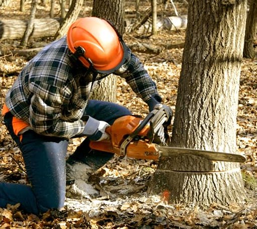 Tree Removal in Peach Orchard, AR